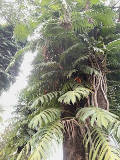 A monstera plant growing up a neighbouring tree.