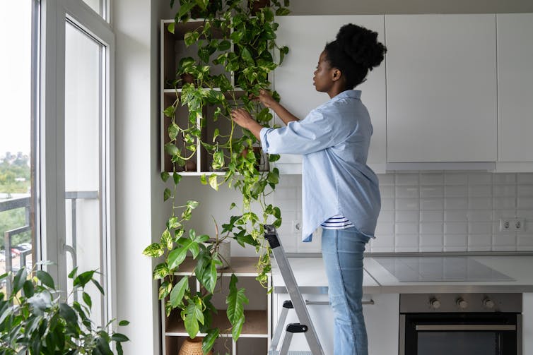A woman standing on a ladder tending to her houseplants.
