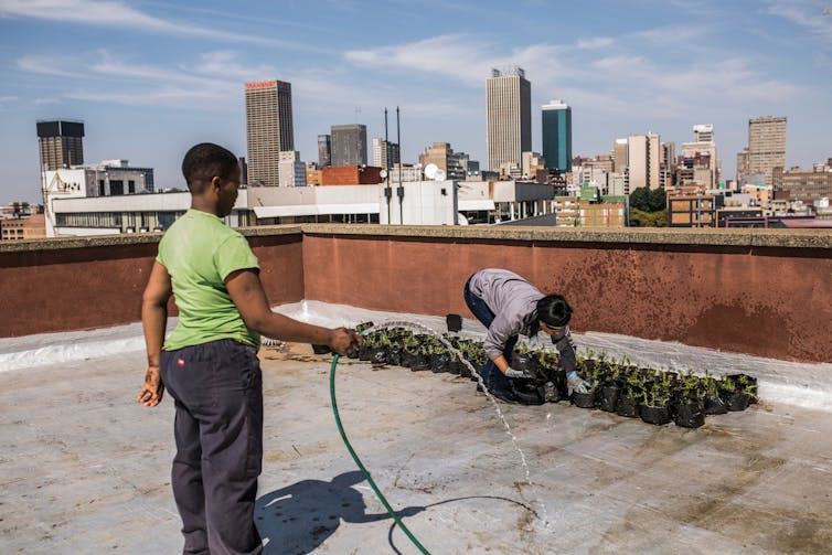 A woman bends while tending to plants in plastic bags, while another woman waits to water them with a hose.