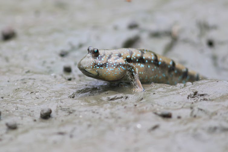 Fish pulls itself forward with its fins through the mud