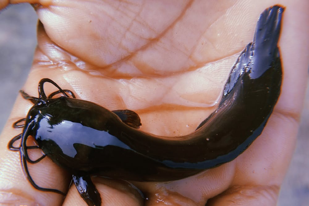 How fish evolved to walk – and in one case, turned into humans