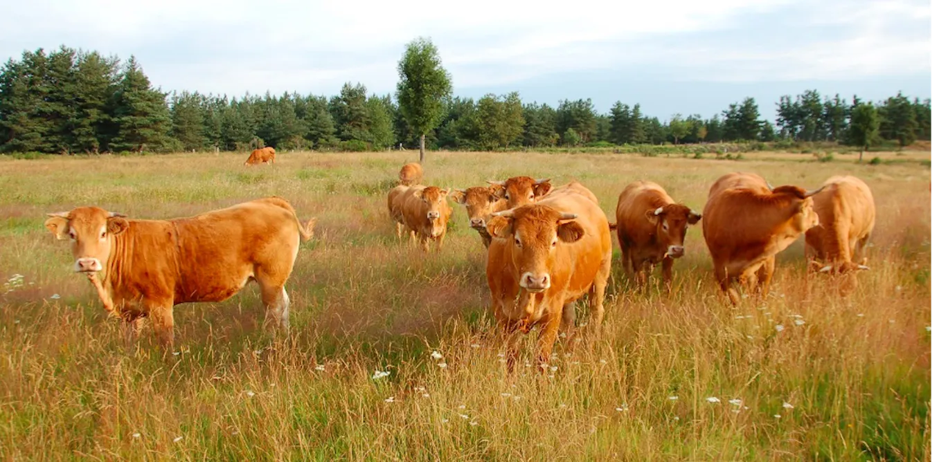 Céréales, élevage ou énergie ? Les terres agricoles attisent les appétits Céréales, élevage ou énergie ? Les terres agricoles attisent les appétits