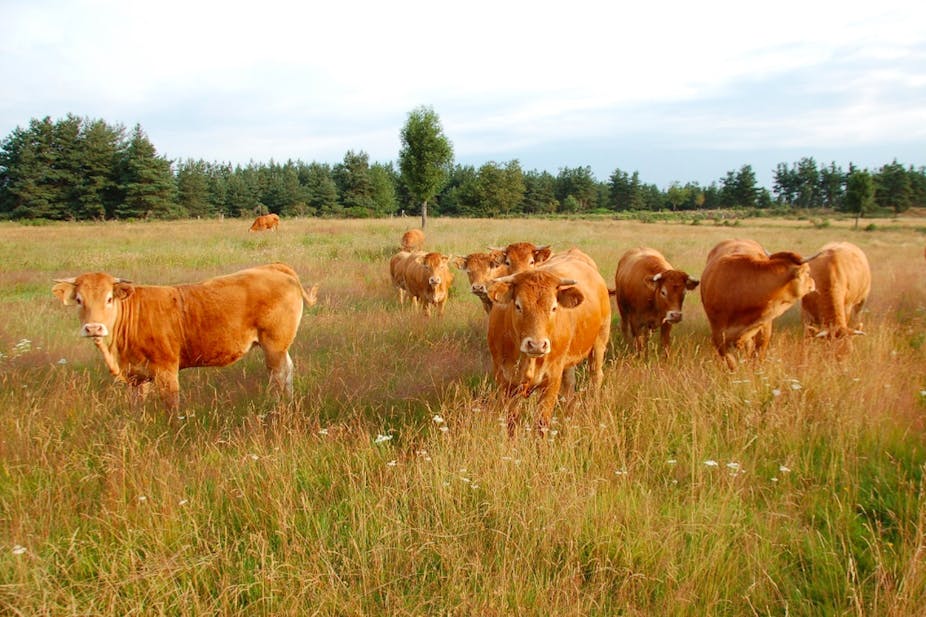 Jeunes vaches limousines dans une prairie