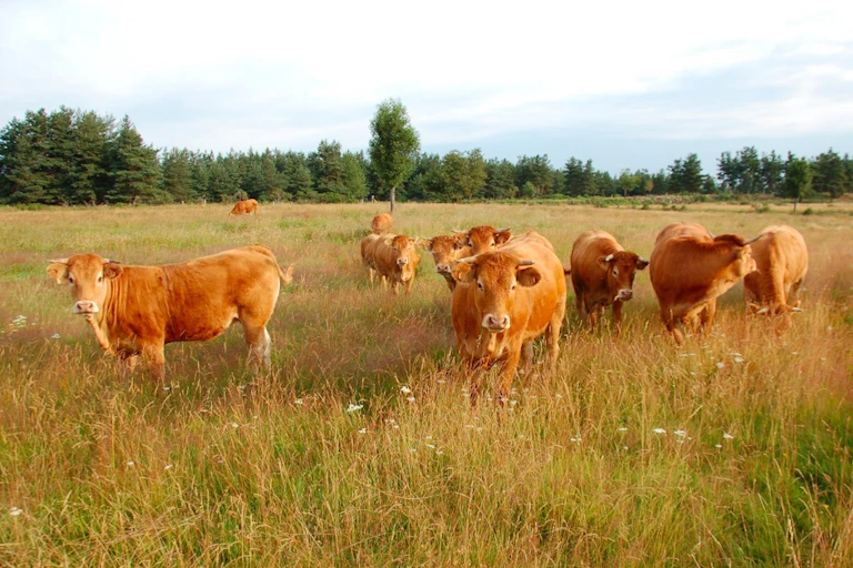 Jeunes vaches limousines dans une prairie
