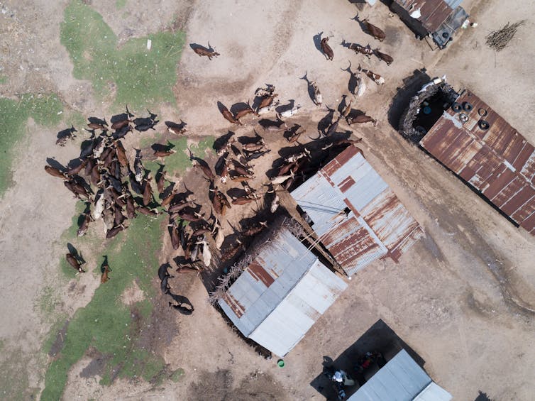 An aerial view of Ankole cattle near sheds