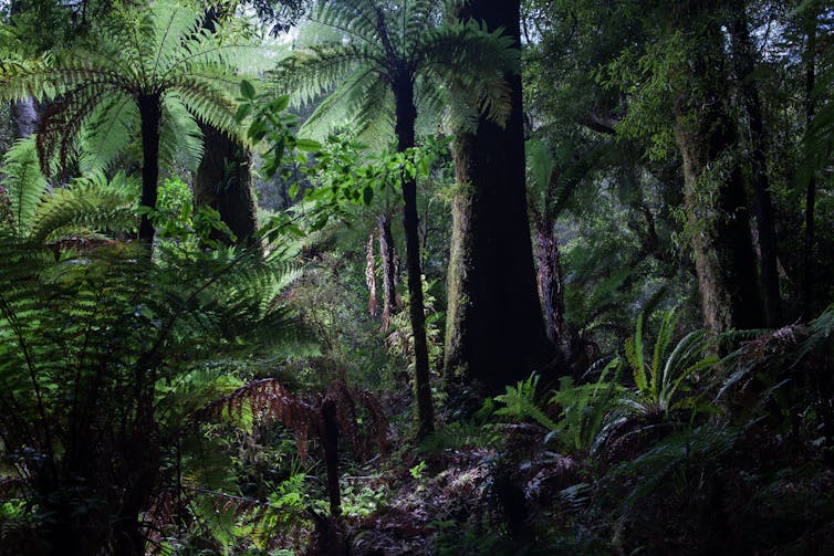 Native New Zealand trees