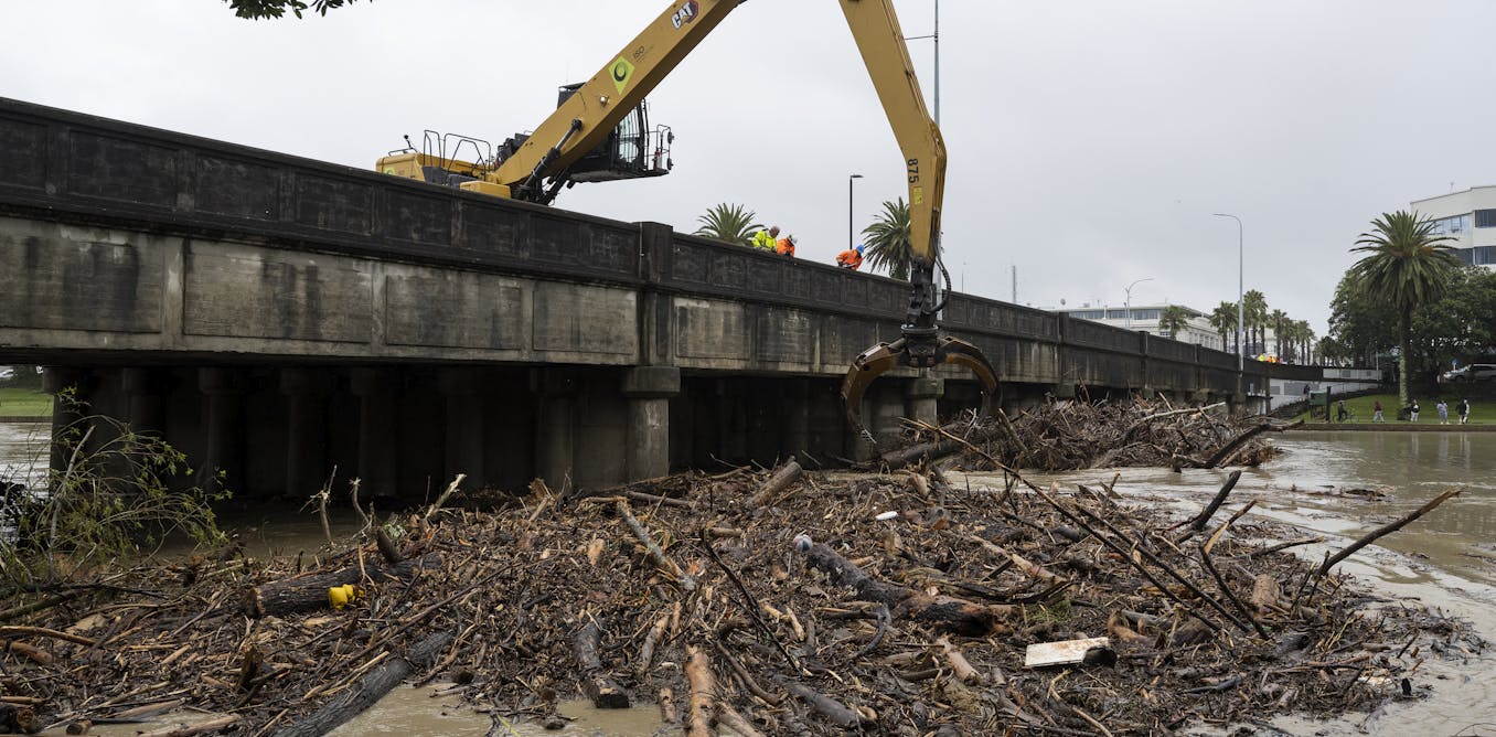 We planted pine in response to Cyclone Bola – with devastating ...