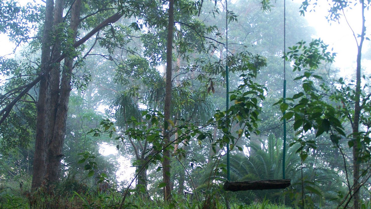 Forests Of Eastern Australia Are The World S Newest Biodiversity Hotspot