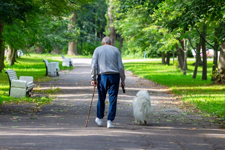 Older man with walking stick walks next to small white dog