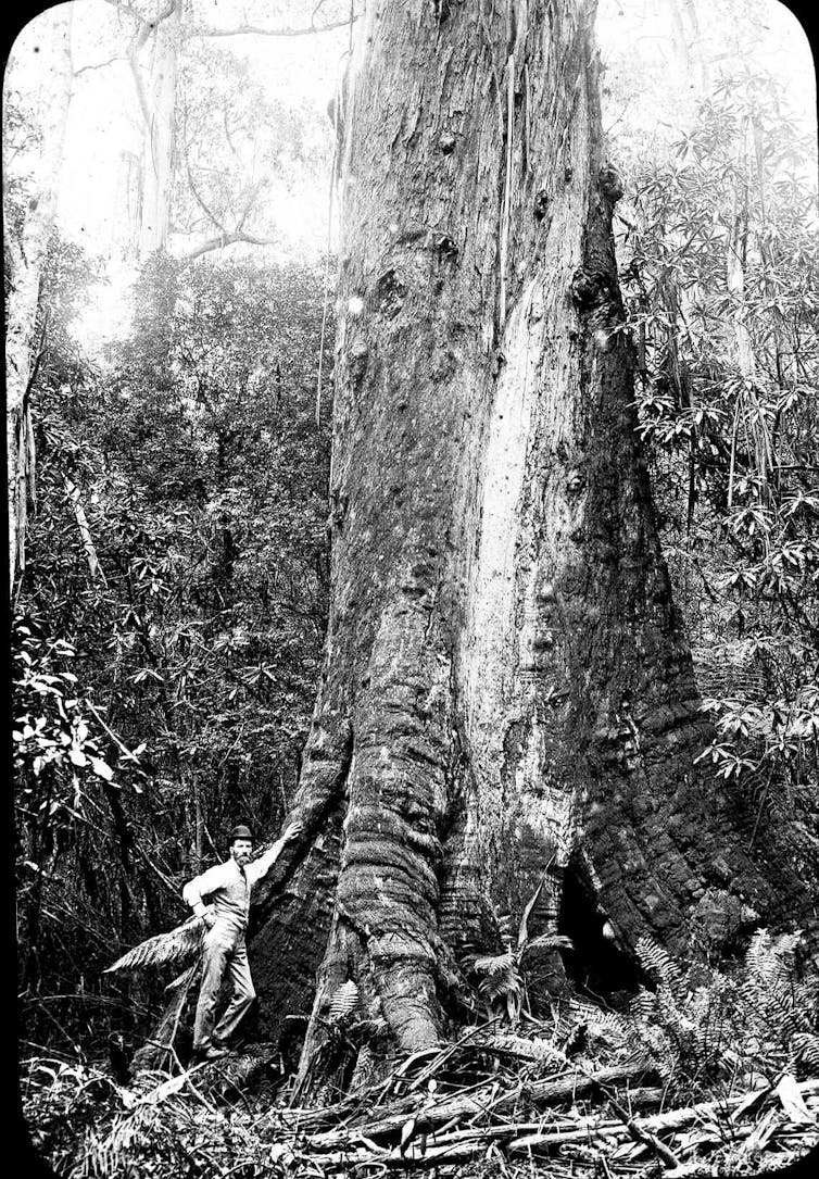 Man standing next to a giant mountain ash tree in 1890
