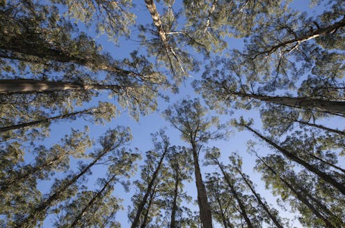 Why Tasmania and Victoria dominate the list of Australia's largest trees – and why these majestic giants are under threat