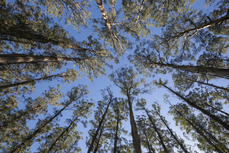 Looking into the canopy of a mountain ash forest