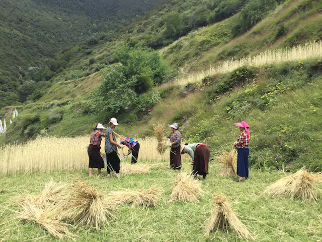 Sekelompok perempuan bekerja di pedesaan Cina.