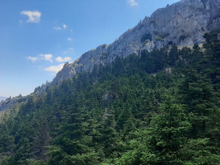 Pinsapar sobre una montaña.