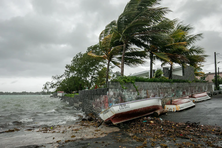 Palm trees bend backwards in a strong wind while storm clouds brew above the trees and a grey, churning ocean