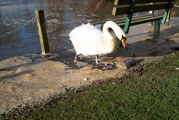 swan wades through sewage