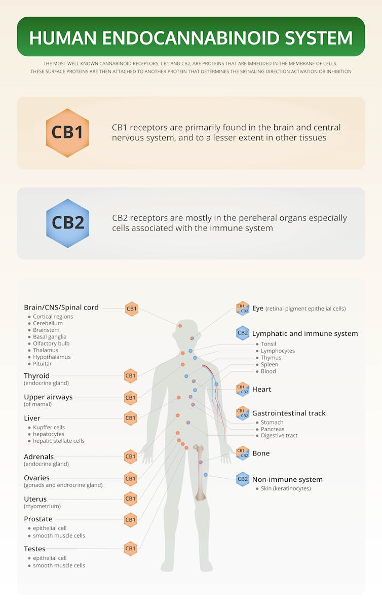 Textbook illustration of the human endocannabinoid system, highlighting the role of CB1 and CB2 receptors.