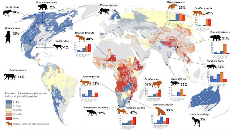 A graphical depiction of the verage annual per capita income percentage loss recorded across the range of 18 large carnivores globally under a single calf predation event.