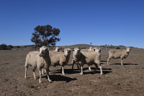 As livestock theft becomes a growing problem in rural Australia, new technologies offer hope
