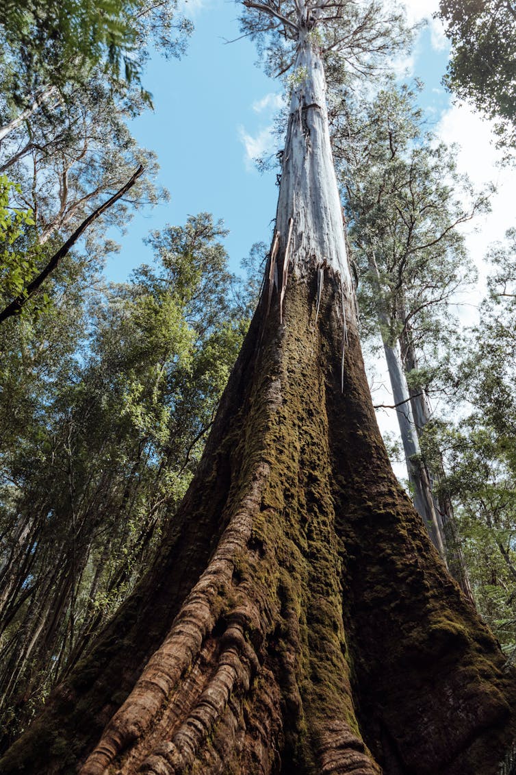 A giant mountain ash tree