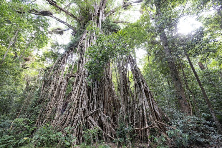 A large white fig tree