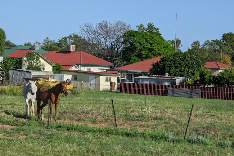 Two horses stand in a paddock in front of homes in a small town
