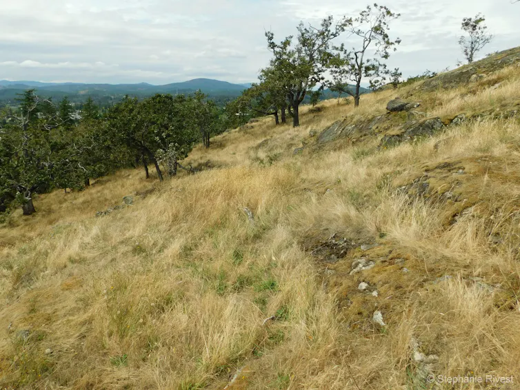 A savanna ecosystem on Vancouver Island, B.C.