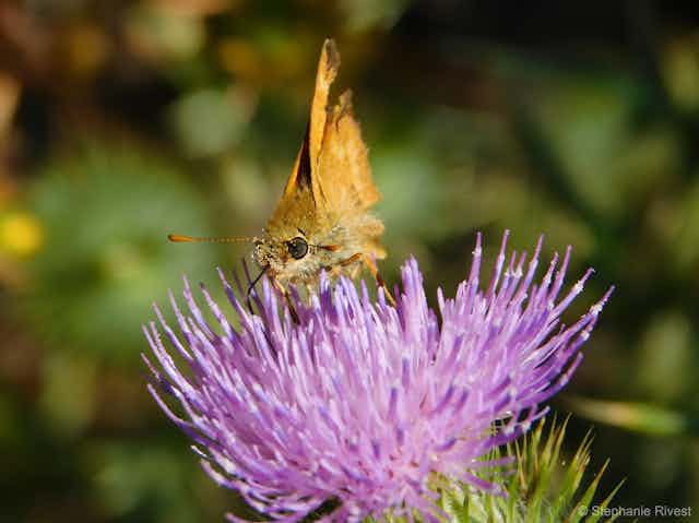 A small butterfly sits on a purple flower.