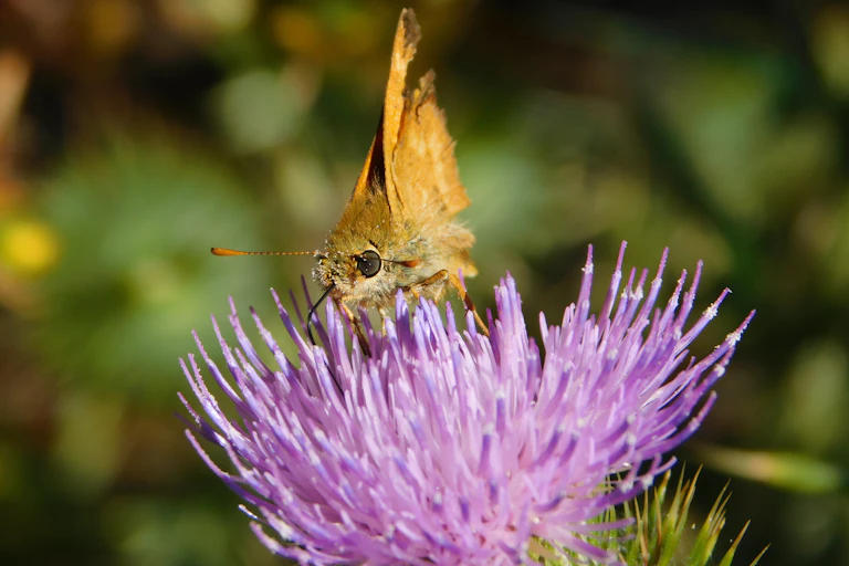 A small butterfly sits on a purple flower.