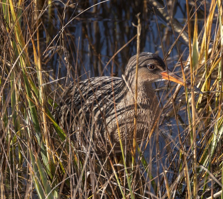 A bird seen through large blades of grass in a marsh