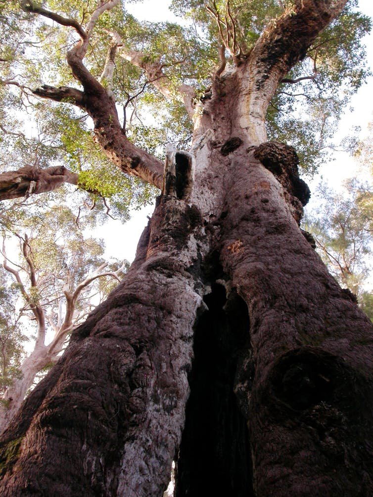 The trunk and canopy of a red tingle tree