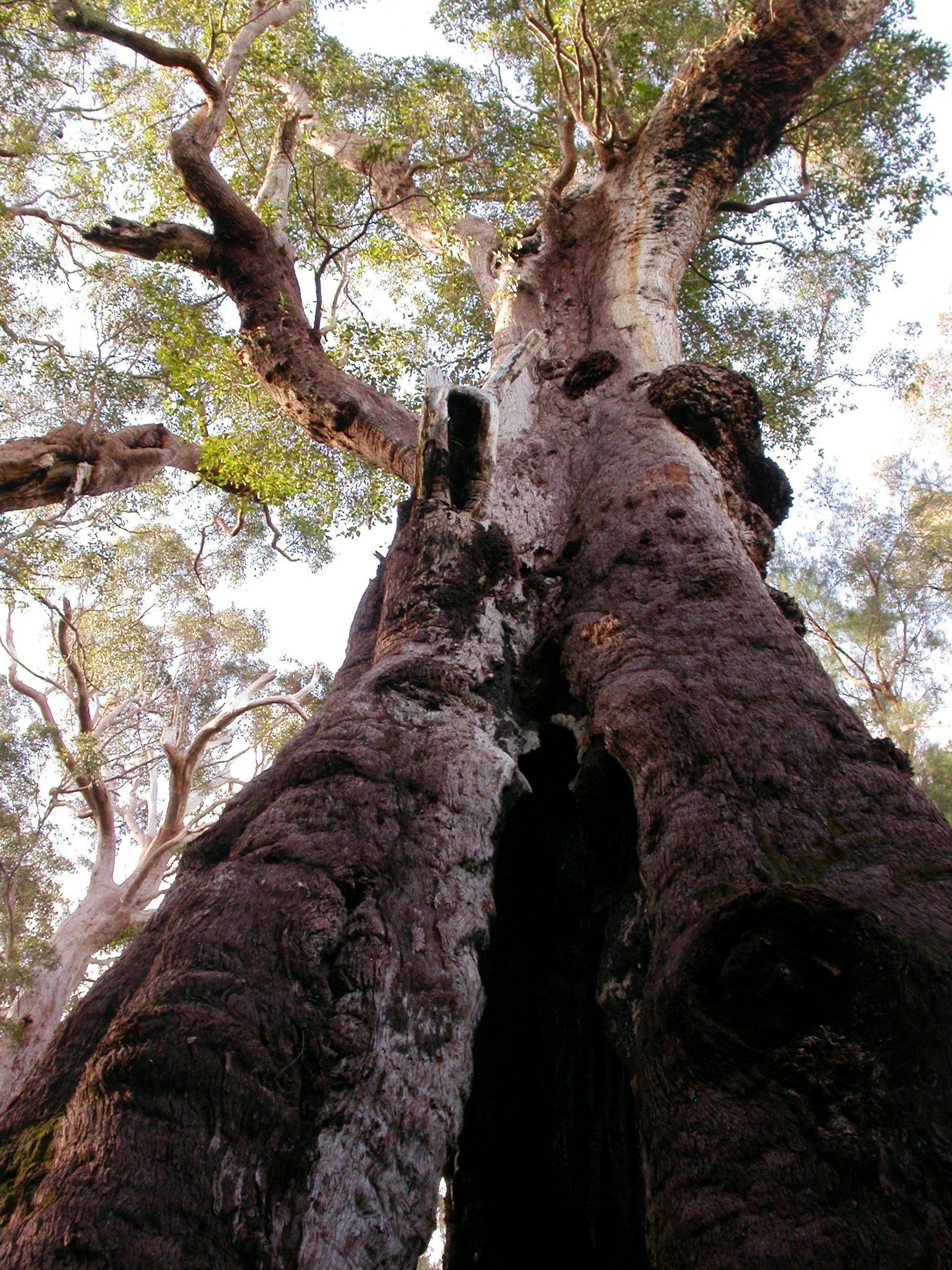 The Majestic Giant: Unveiling The Secrets Of Western Australia’s 75-Meter Big Tree