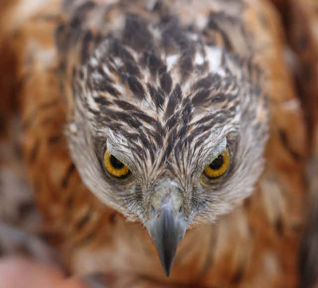 Closeup of an adult male Red Goshawk from Cape York Peninsula staring at the camera