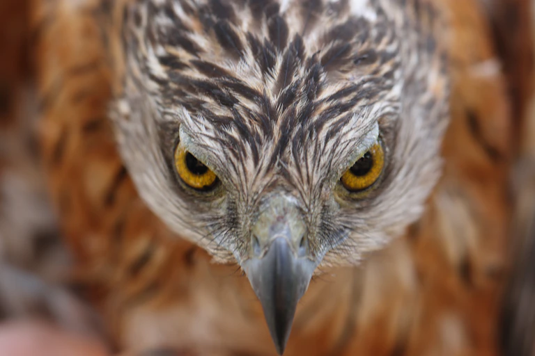 Closeup of an adult male Red Goshawk from Cape York Peninsula staring at the camera
