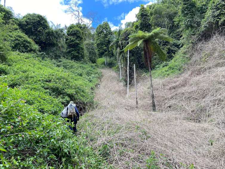 lantana removal