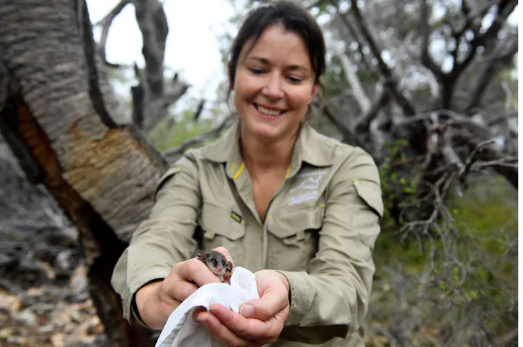 ranger with pygmy possum