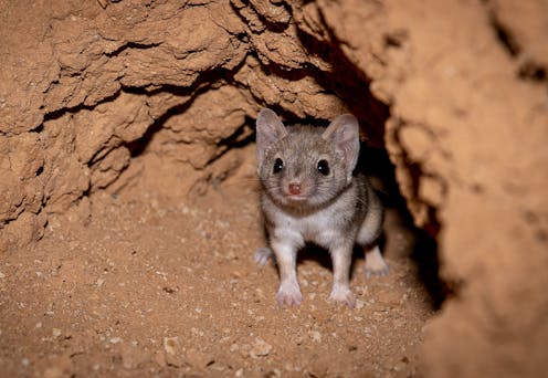The new major players in conservation? NGOs thrive while national parks struggle