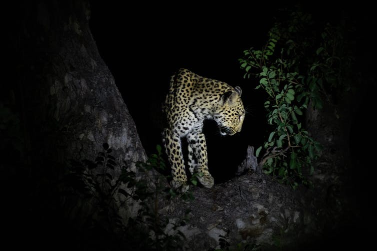 A leopard at night highlighted by an artifical light source
