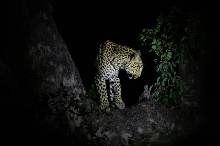 A leopard at night highlighted by an artifical light source