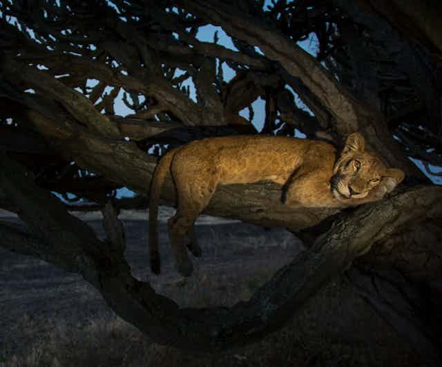 A lion lying on a branch up a tree