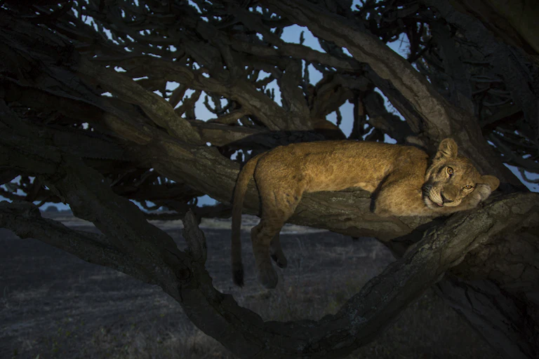A lion lying on a branch up a tree