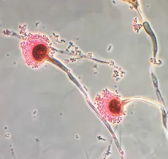 Pink flower-like blooms on translucent stems