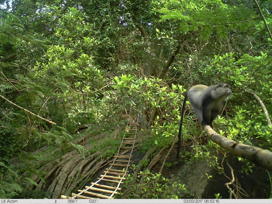 Roads and power lines put primates in danger: South African data adds to the realpicture