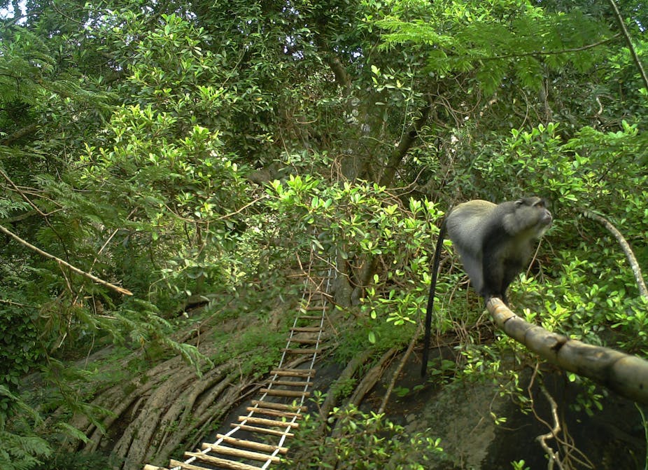 Forest scene with a ladder bridge and a monkey gripping a pole