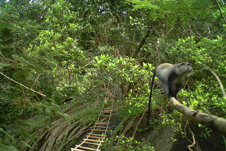 Forest scene with a ladder bridge and a monkey gripping a pole