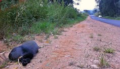 Furry black body of monkey on the verge with trees on either side of the road