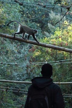 Person facing away from the camera looks at a monkey walking along a pole in the tree canopy.