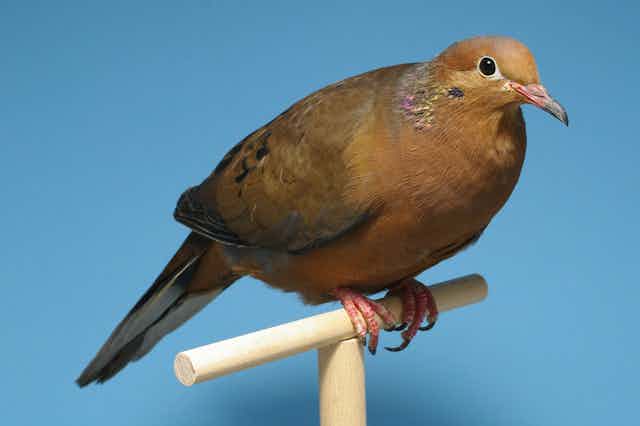 An iridescent dove on a perch.