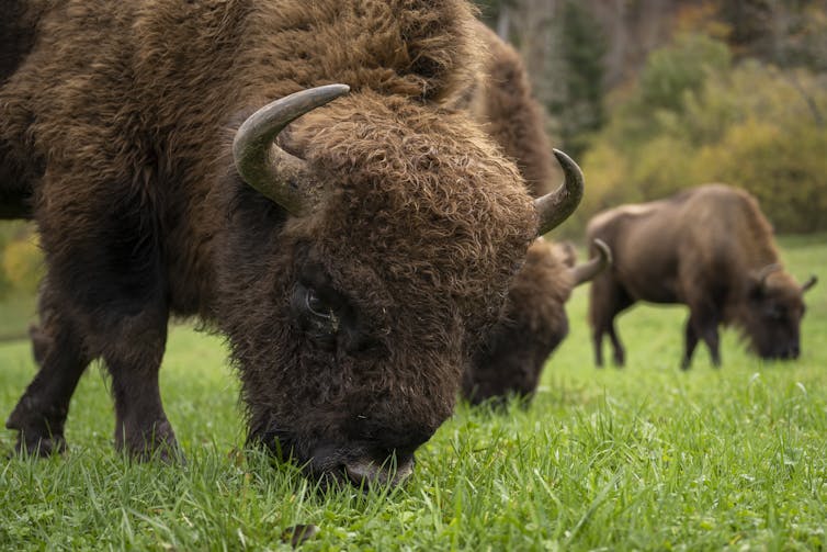 Três bisões peludos com pequenos chifres curvos comem grama em uma ampla planície.