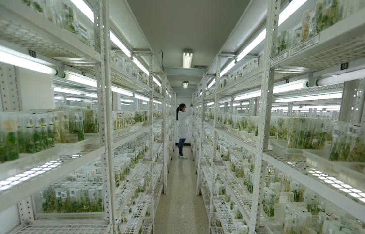 Um cientista está em meio a fileiras de tubos de ensaio contendo plantas sob luz fluorescente branca.